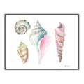 Picture of Seashells II  _GroupedProduct_Rectangle_Landscape_Canvas_Framed_