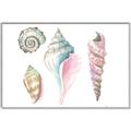 Picture of Seashells II  _GroupedProduct_Rectangle_Landscape_Canvas_Framed_