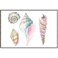 Picture of Seashells II  _GroupedProduct_Rectangle_Landscape_Canvas_Framed_