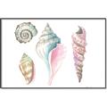 Picture of Seashells II  _GroupedProduct_Rectangle_Landscape_Canvas_Framed_