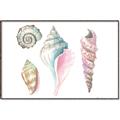 Picture of Seashells II  _GroupedProduct_Rectangle_Landscape_Canvas_Framed_