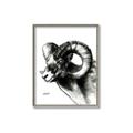 Picture of Sketched Ram _GroupedProduct_Rectangle_Portrait_Canvas_Framed_