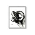 Picture of Sketched Ram _GroupedProduct_Rectangle_Portrait_Canvas_Framed_