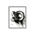 Picture of Sketched Ram _GroupedProduct_Rectangle_Portrait_Canvas_Framed_