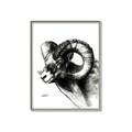 Picture of Sketched Ram _GroupedProduct_Rectangle_Portrait_Canvas_Framed_