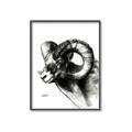 Picture of Sketched Ram _GroupedProduct_Rectangle_Portrait_Canvas_Framed_