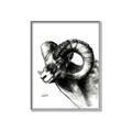 Picture of Sketched Ram _GroupedProduct_Rectangle_Portrait_Canvas_Framed_