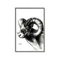 Picture of Sketched Ram _GroupedProduct_Rectangle_Portrait_Canvas_Framed_