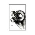 Picture of Sketched Ram _GroupedProduct_Rectangle_Portrait_Canvas_Framed_