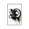 Picture of Sketched Ram _GroupedProduct_Rectangle_Portrait_Canvas_Framed_