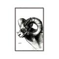 Picture of Sketched Ram _GroupedProduct_Rectangle_Portrait_Canvas_Framed_