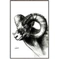 Picture of Sketched Ram _GroupedProduct_Rectangle_Portrait_Canvas_Framed_