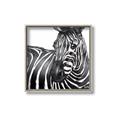 Picture of Zebra Watching _GroupedProduct_Square_Canvas_Framed_
