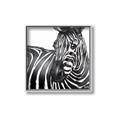 Picture of Zebra Watching _GroupedProduct_Square_Canvas_Framed_