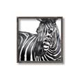Picture of Zebra Watching _GroupedProduct_Square_Canvas_Framed_