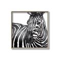 Picture of Zebra Watching _GroupedProduct_Square_Canvas_Framed_