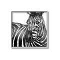 Picture of Zebra Watching _GroupedProduct_Square_Canvas_Framed_