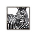 Picture of Zebra Watching _GroupedProduct_Square_Canvas_Framed_