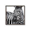 Picture of Zebra Watching _GroupedProduct_Square_Canvas_Framed_
