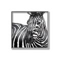 Picture of Zebra Watching _GroupedProduct_Square_Canvas_Framed_