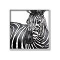 Picture of Zebra Watching _GroupedProduct_Square_Canvas_Framed_