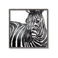 Picture of Zebra Watching _GroupedProduct_Square_Canvas_Framed_