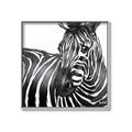 Picture of Zebra Watching _GroupedProduct_Square_Canvas_Framed_
