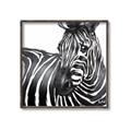 Picture of Zebra Watching _GroupedProduct_Square_Canvas_Framed_