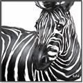 Picture of Zebra Watching _GroupedProduct_Square_Canvas_Framed_
