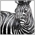 Picture of Zebra Watching _GroupedProduct_Square_Canvas_Framed_