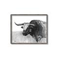 Picture of Big Cattle  _GroupedProduct_Rectangle_Landscape_Canvas_Framed_