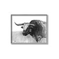 Picture of Big Cattle  _GroupedProduct_Rectangle_Landscape_Canvas_Framed_