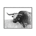 Picture of Big Cattle  _GroupedProduct_Rectangle_Landscape_Canvas_Framed_
