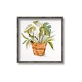 Picture of Palm Plant _GroupedProduct_Square_Canvas_Framed_
