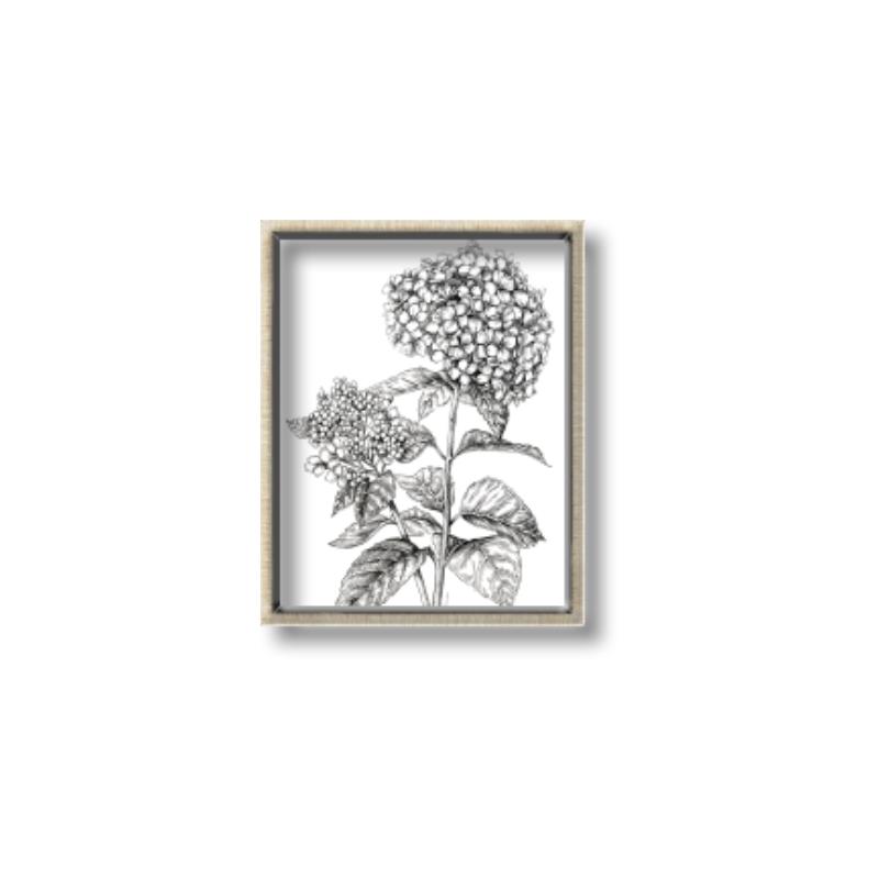 Picture of Hydrangea Sketch  _GroupedProduct_Rectangle_Portrait_Canvas_Framed_