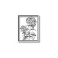 Picture of Hydrangea Sketch  _GroupedProduct_Rectangle_Portrait_Canvas_Framed_