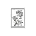 Picture of Hydrangea Sketch  _GroupedProduct_Rectangle_Portrait_Canvas_Framed_