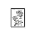 Picture of Hydrangea Sketch  _GroupedProduct_Rectangle_Portrait_Canvas_Framed_