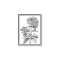 Picture of Hydrangea Sketch  _GroupedProduct_Rectangle_Portrait_Canvas_Framed_