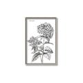 Picture of Hydrangea Sketch  _GroupedProduct_Rectangle_Portrait_Canvas_Framed_