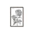 Picture of Hydrangea Sketch  _GroupedProduct_Rectangle_Portrait_Canvas_Framed_