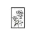 Picture of Hydrangea Sketch  _GroupedProduct_Rectangle_Portrait_Canvas_Framed_