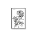 Picture of Hydrangea Sketch  _GroupedProduct_Rectangle_Portrait_Canvas_Framed_