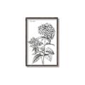 Picture of Hydrangea Sketch  _GroupedProduct_Rectangle_Portrait_Canvas_Framed_