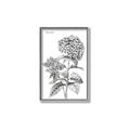 Picture of Hydrangea Sketch  _GroupedProduct_Rectangle_Portrait_Canvas_Framed_
