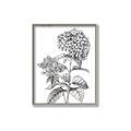 Picture of Hydrangea Sketch  _GroupedProduct_Rectangle_Portrait_Canvas_Framed_