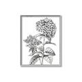 Picture of Hydrangea Sketch  _GroupedProduct_Rectangle_Portrait_Canvas_Framed_