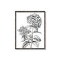 Picture of Hydrangea Sketch  _GroupedProduct_Rectangle_Portrait_Canvas_Framed_