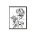 Picture of Hydrangea Sketch  _GroupedProduct_Rectangle_Portrait_Canvas_Framed_