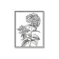 Picture of Hydrangea Sketch  _GroupedProduct_Rectangle_Portrait_Canvas_Framed_